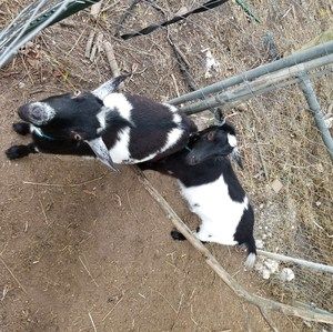 Meet your Posher, Trevan